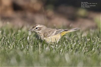 Palm Warbler, © Steve Hampton