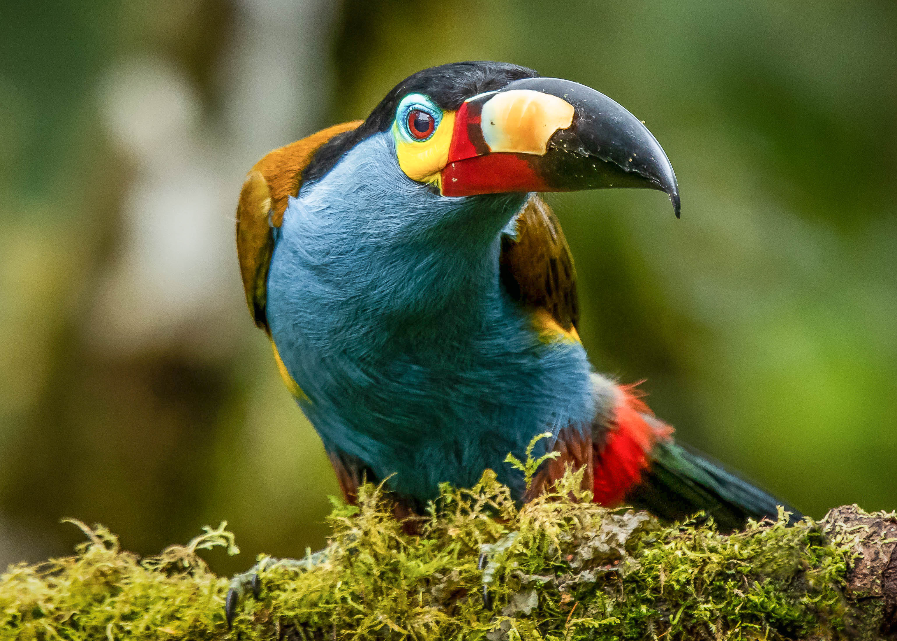 Plate-billed Mountain Toucan; © Benjamin Jacobs-Schwartz