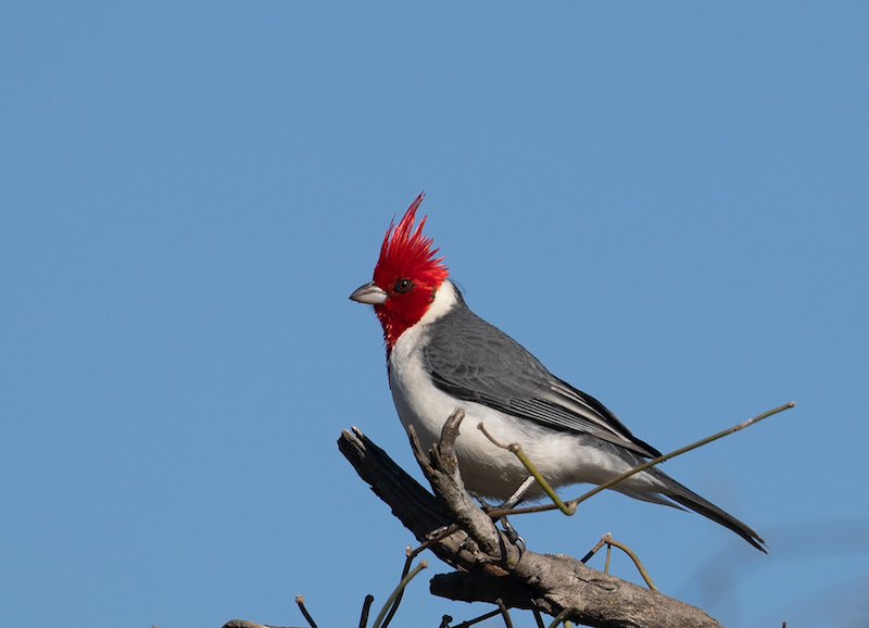 Red-crested Cardinal, © John Sterling