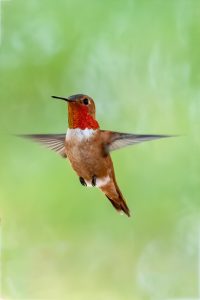 Rufous Hummingbird; © Ann Brice