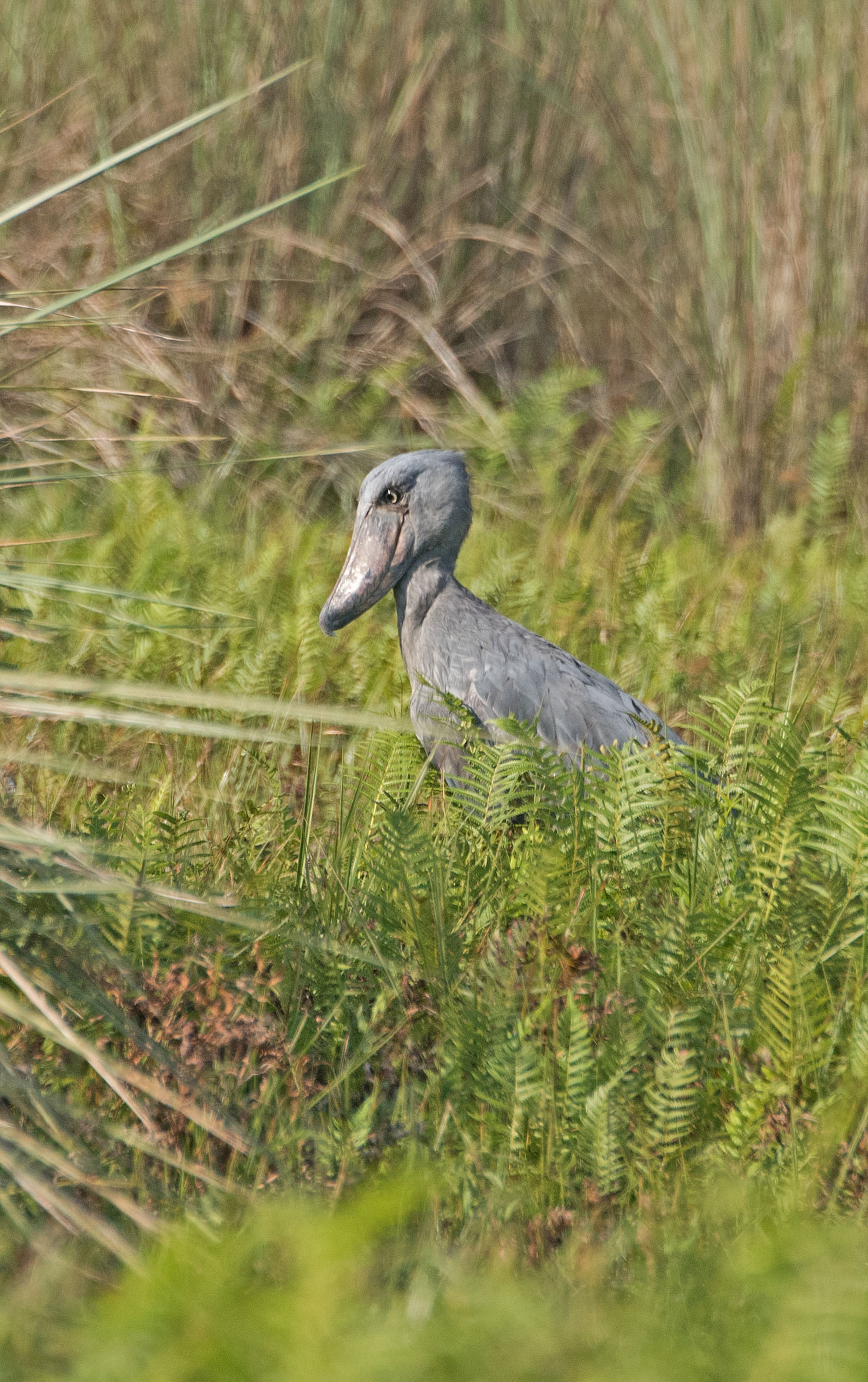 Shoebill; © Kevin Gusé