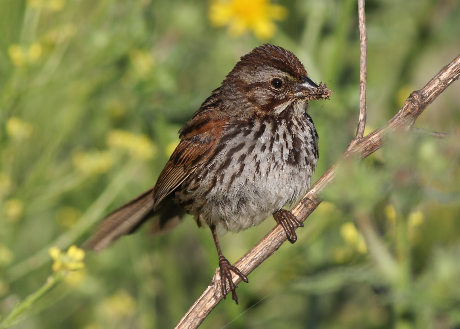 Sparrow Bingo 2026