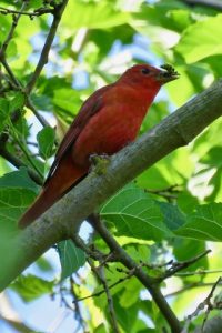 Male Summer Tanager, © Gene Trapp