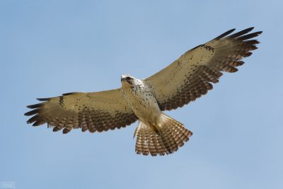 Swainson's Hawk, © Deb Ford
