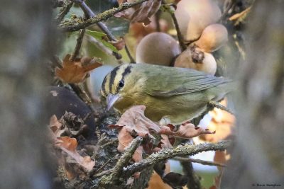 Worm-eating Warbler; © Steve Hampton