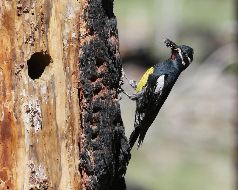 Williamson's Sapsucker - Photo by Steve Shunk