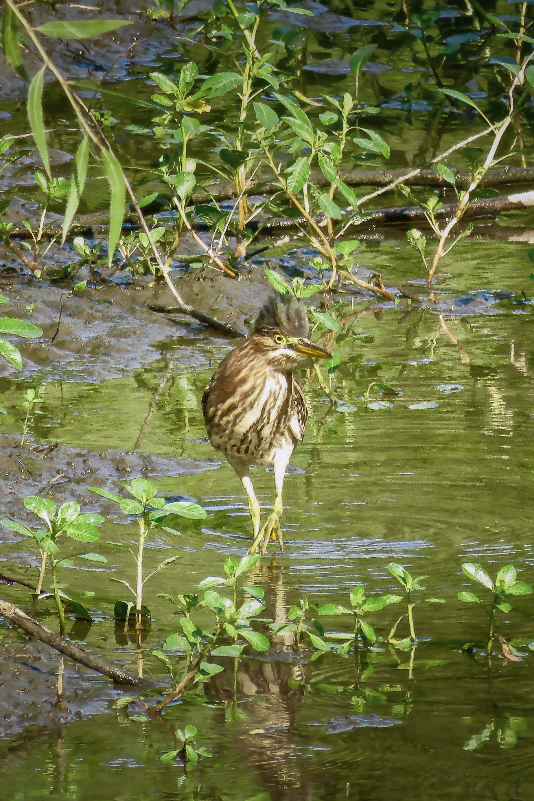 Green Heron at West Pond; © Jo Ellen Ryan