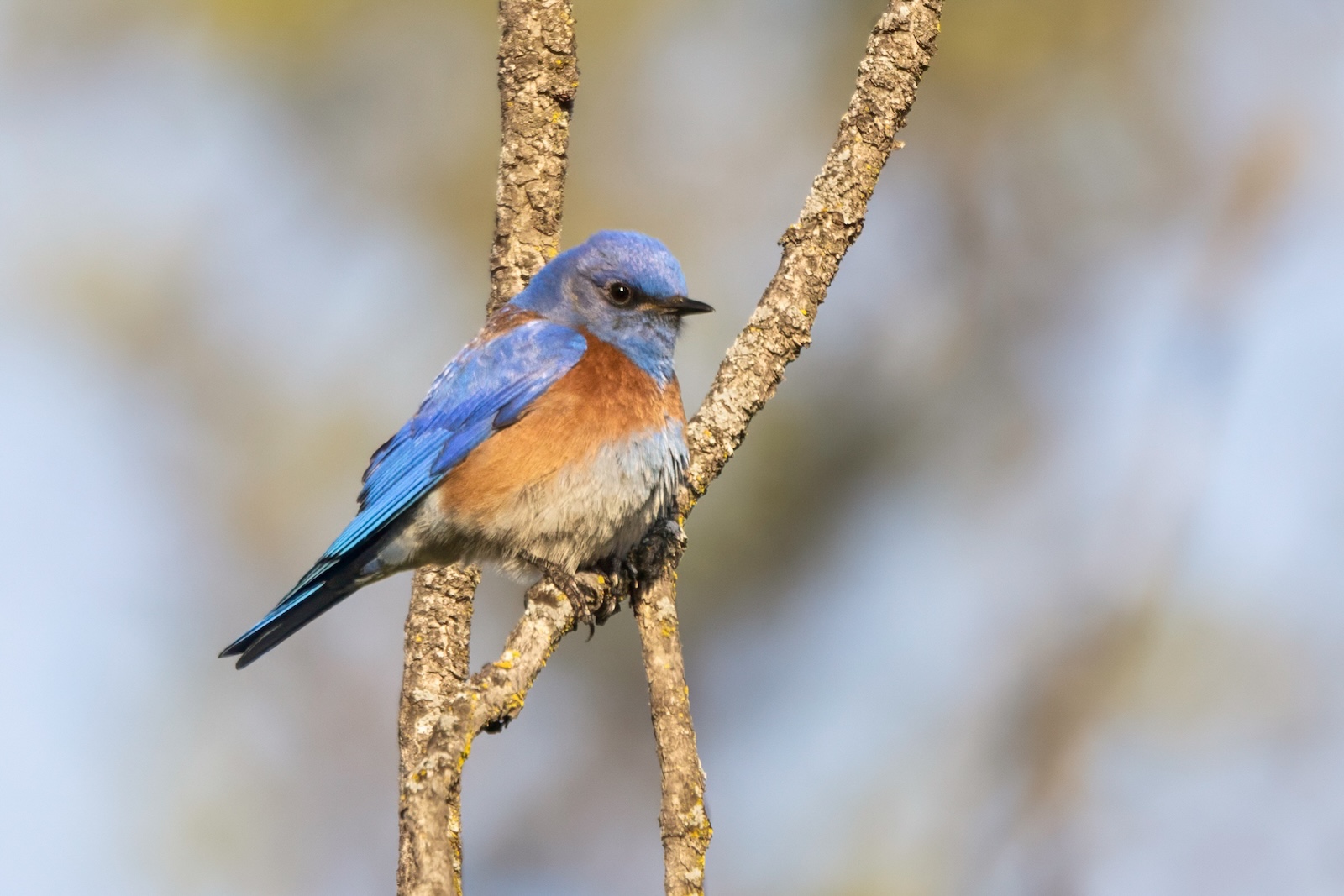 Birding for beginners at the UC Davis Putah Creek Riparian Reserve