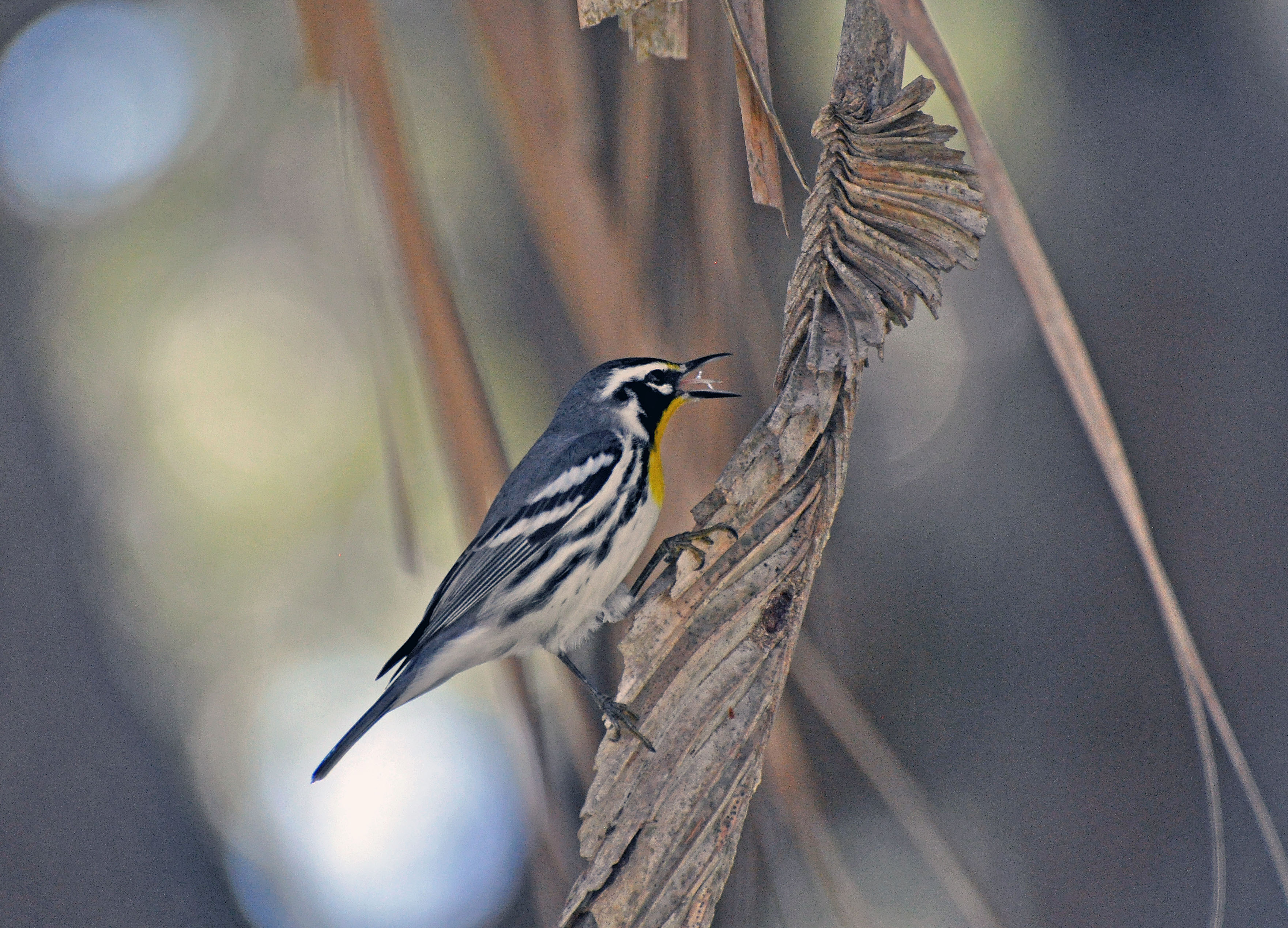 Yellow-throated Warbler, credit Kevin Guse