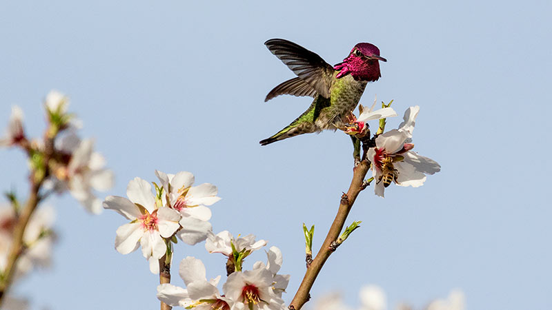 Anna's Hummingbird on Peach Flowers; Sarah Mayhew