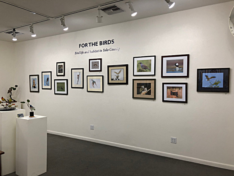 For the Birds: Bird Life and Habitat in Yolo County