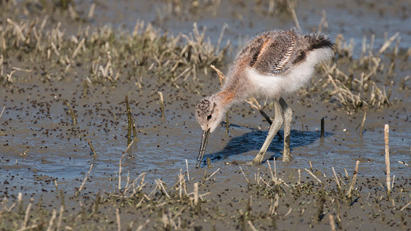 American Avocet &copy; Beth Savidge