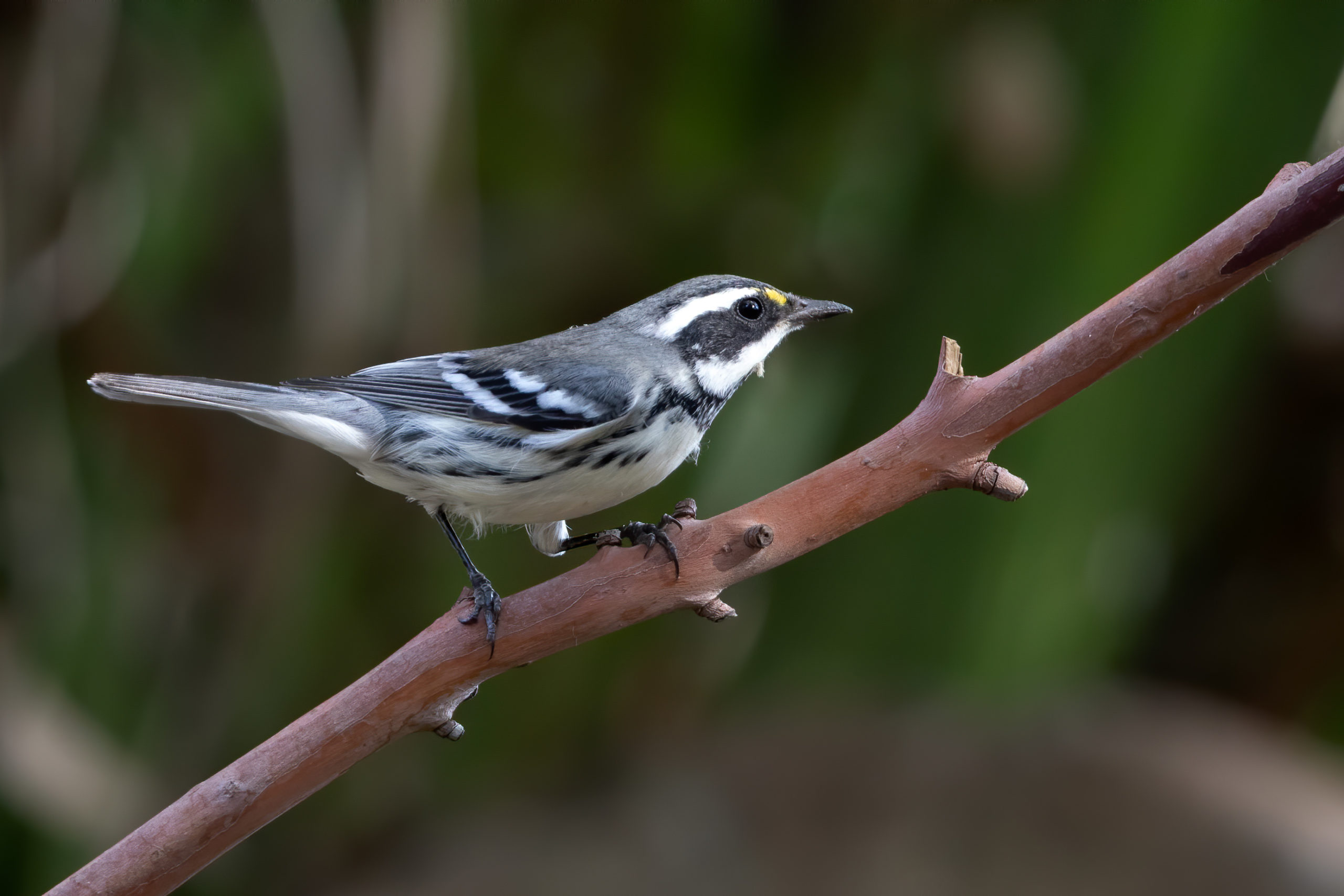Bird Habitat at River Garden Farms