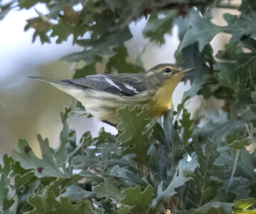 Blackburnian Warbler; © Linda Gal