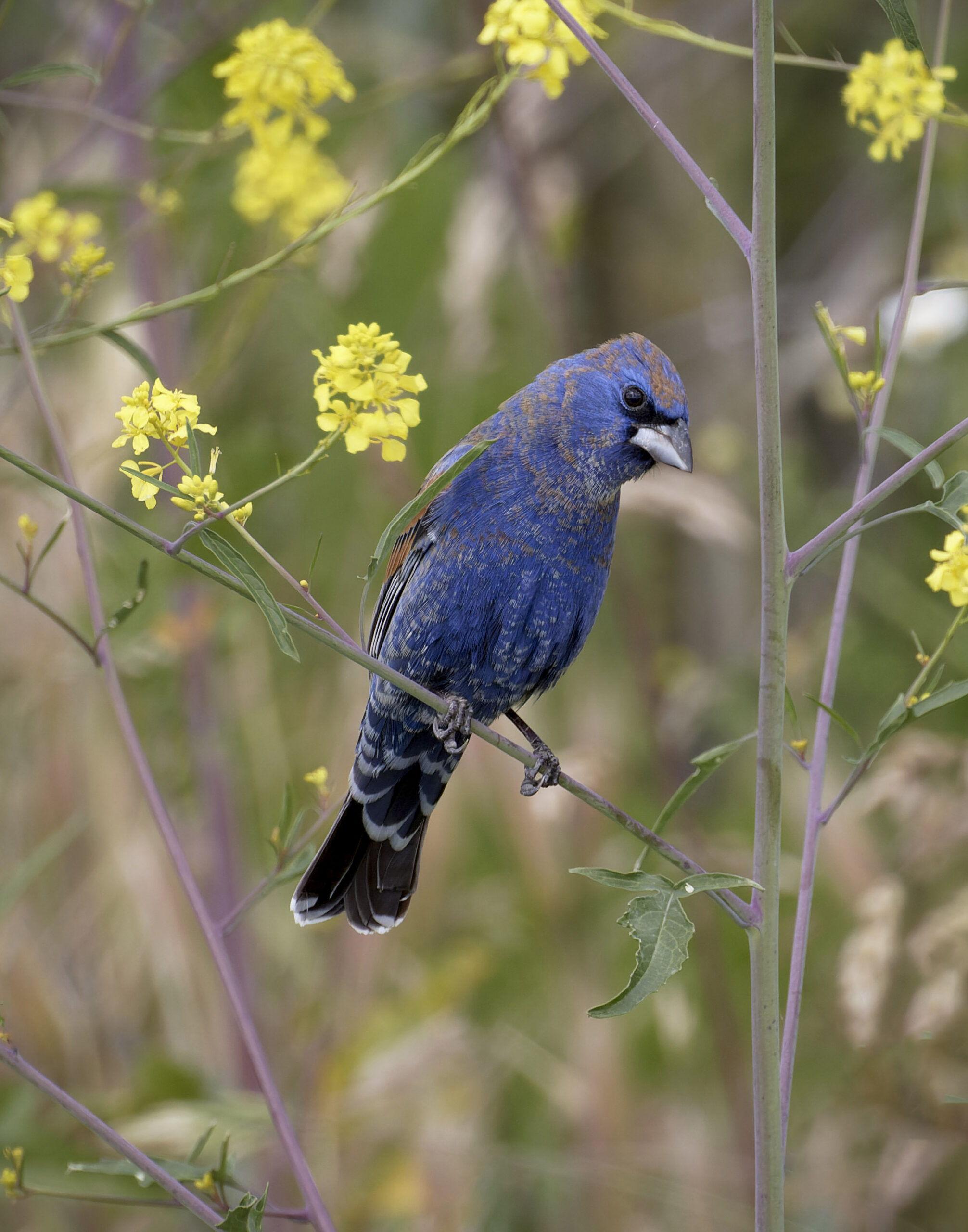 The Putah Creek South Fork Preserve