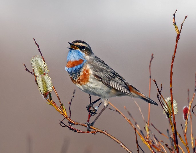 Bluethroat - Photo by Manfred Kusch