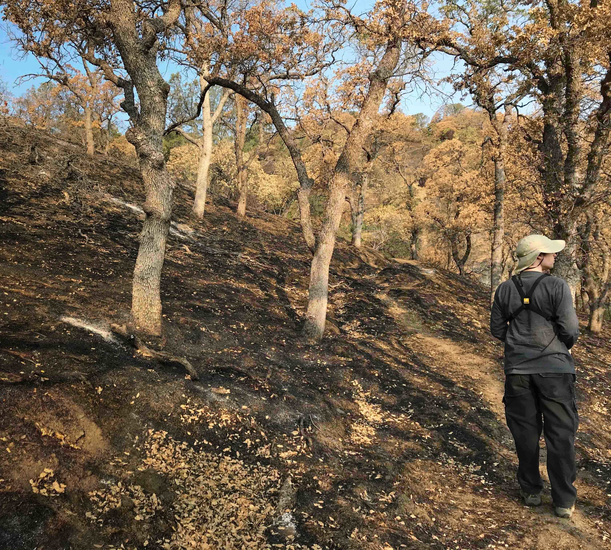Volunteer Opportunity: Phenology Surveys at Bobcat Ranch