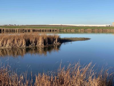 Bridgeway Island Pond; © Ann Brice