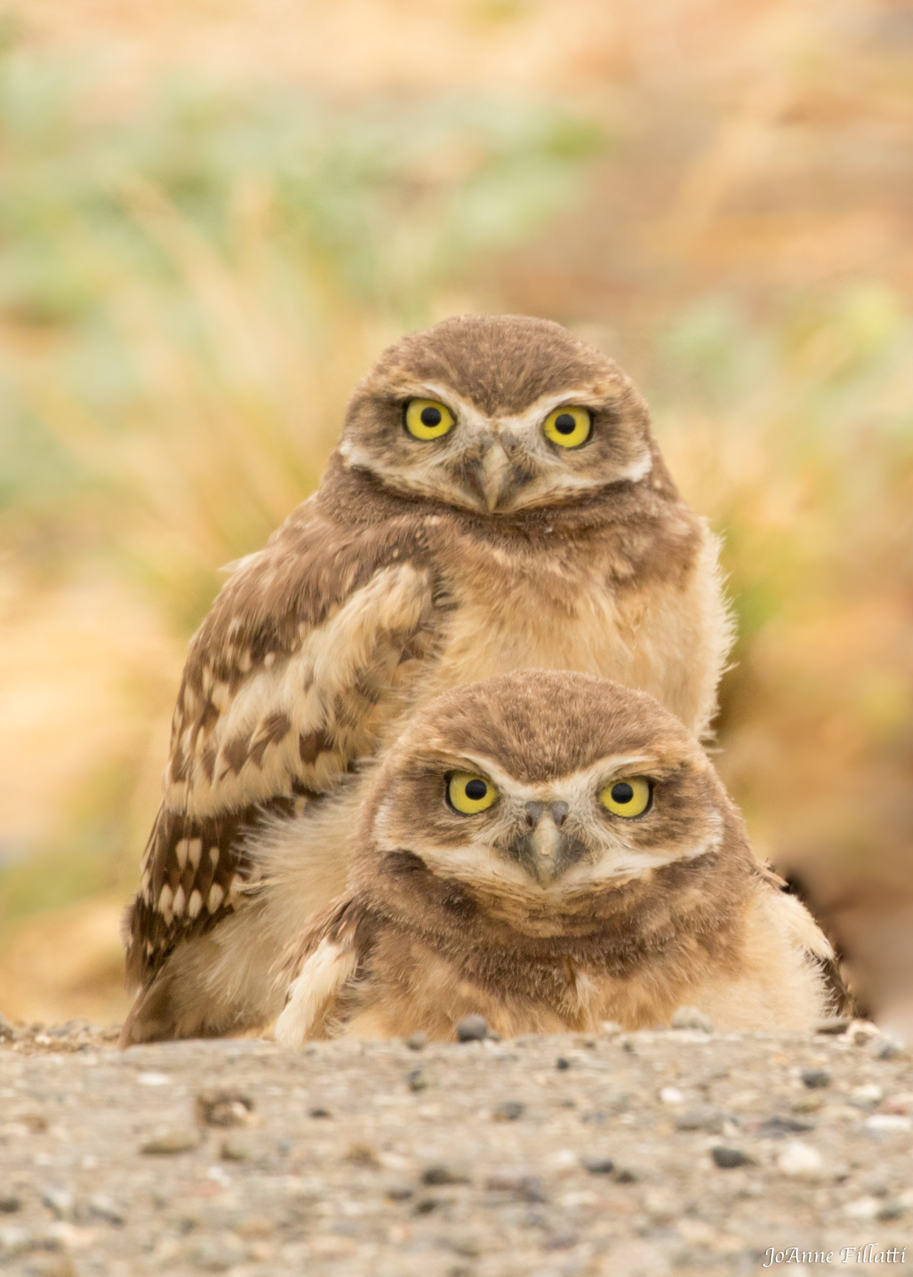 Burrowing Owls; © JoAnne Fillatti