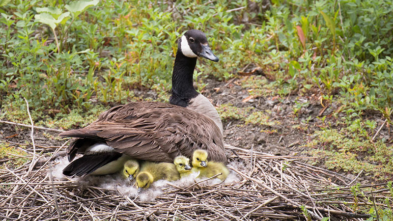 Canada Goose with Goslings &copy; Beth Savidge