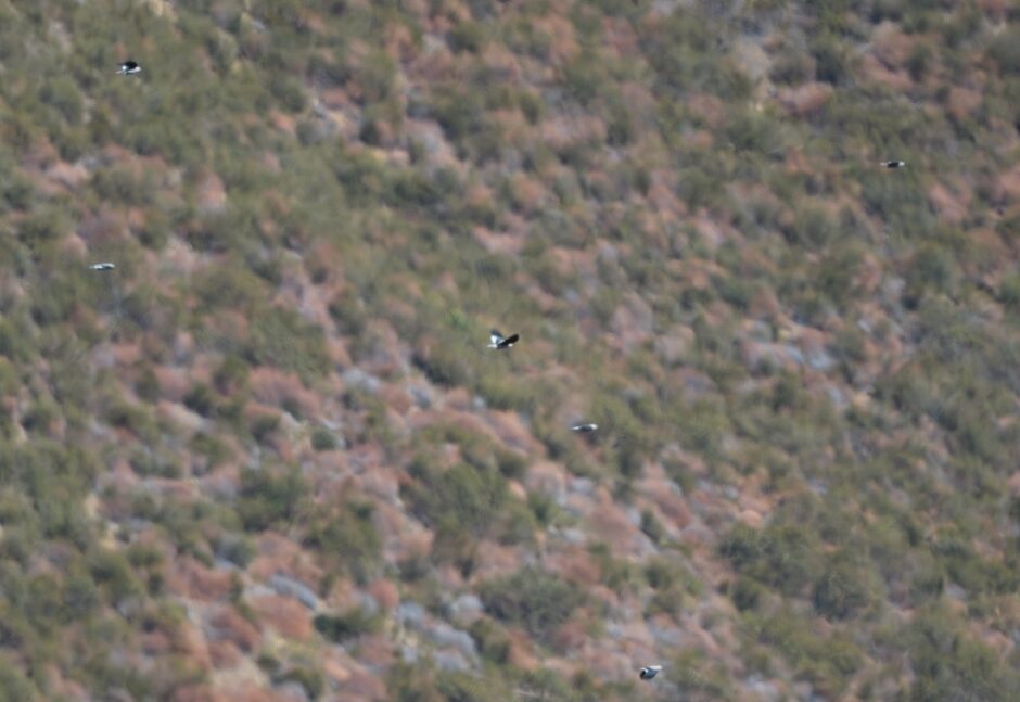 Clark's Nutcracker Flock on the ridgetop | Josh Greenfield