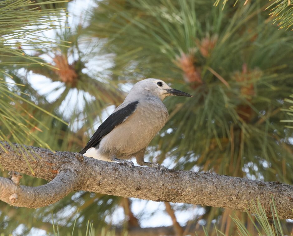 Clark's Nutcracker | Josh Greenfield