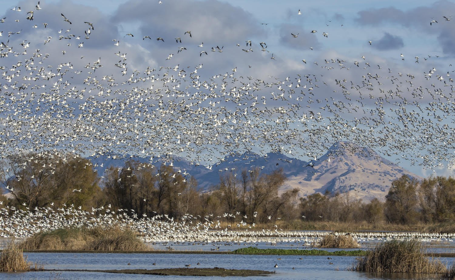 Colusa NWR; © Mike Reinhart