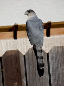 Cooper's Hawk; © Ann Burris