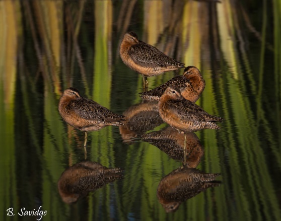 Group of long-billed dowitchers. © Beth Savidge