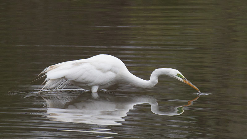 Great Egret, Beth Savidge