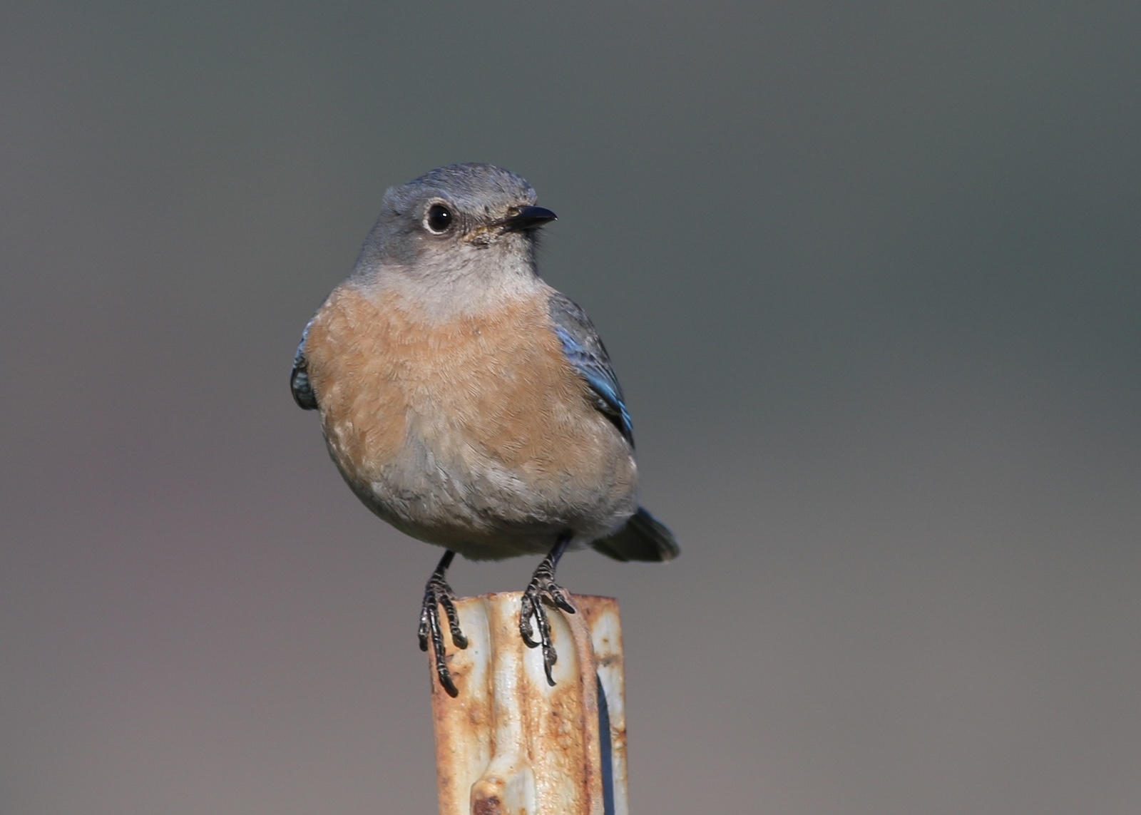 Davis Cemetery Halloween Birding Walk