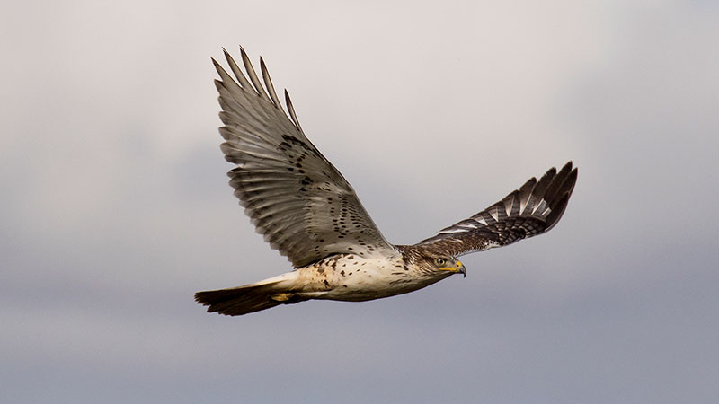 Photo of Ferruginous Hawk on Road 25A by Sarah Mayhew