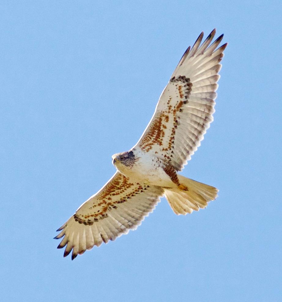 Ferruginous Hawk, photo Pam Pappone