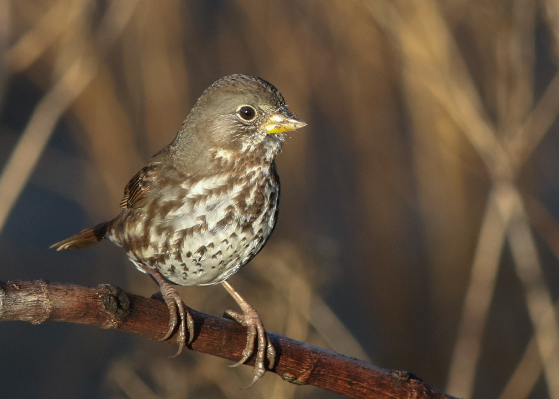 Fox Sparrow; © Zane Pickus