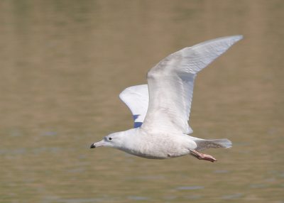 Glaucous Gull; © Zane Pickus