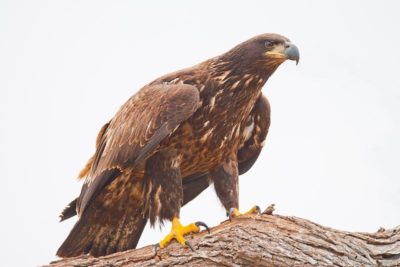 Golden Eagle ; Jim Dunn
