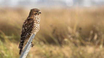 Hawk on Post &copy; Beth Savidge