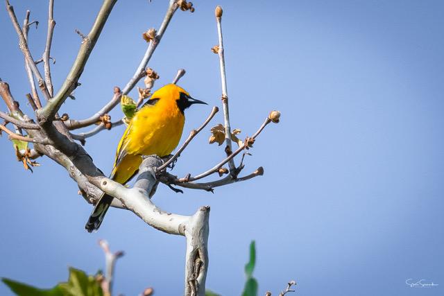 Hooded Oriole, Steve Sinnock