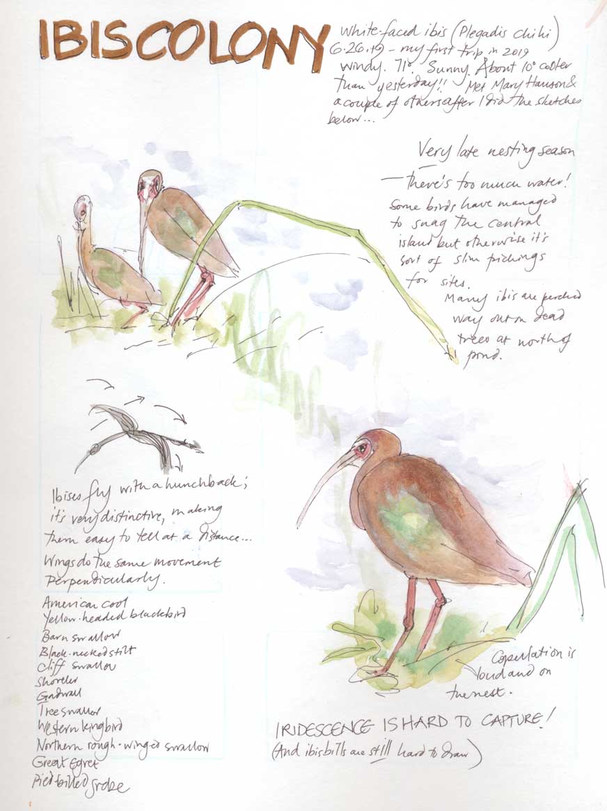 Ibis Colony Sketch © Alison Kent