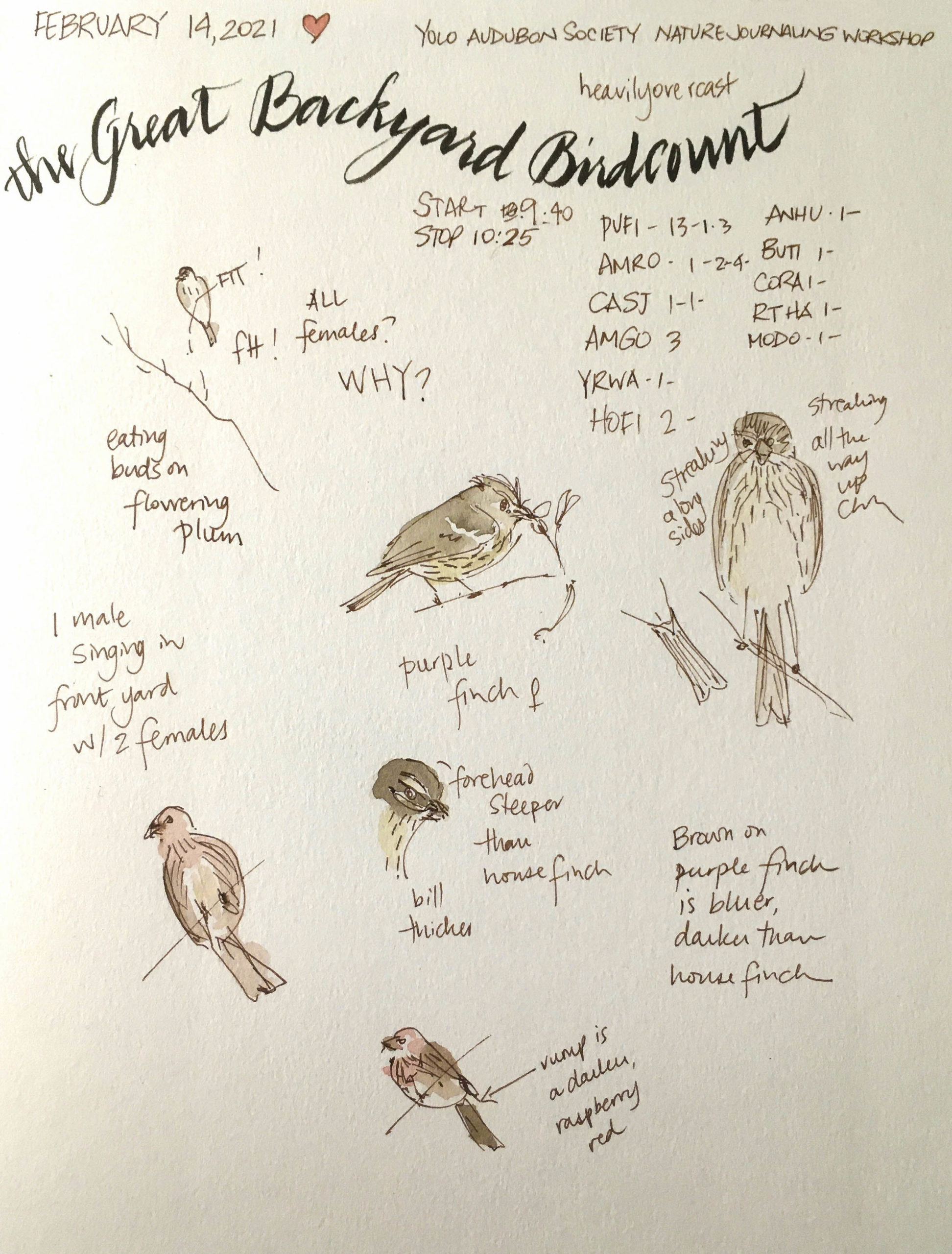 Sketch by Alison Kent