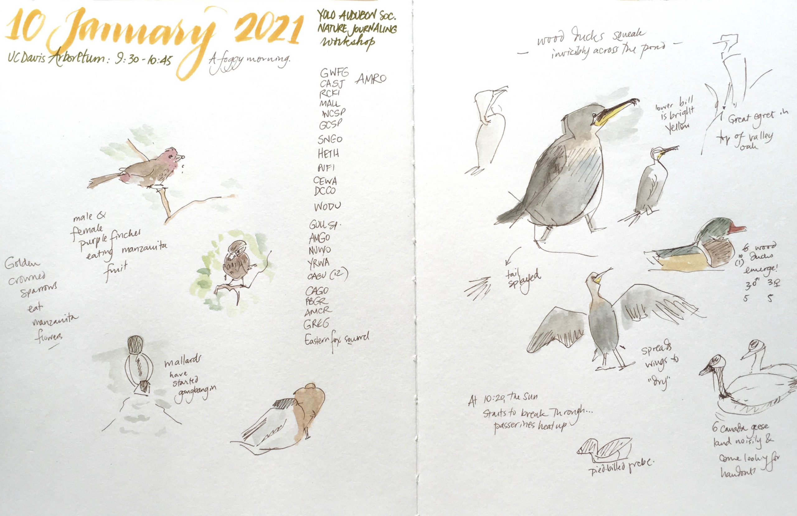 Sketch by Alison Ken