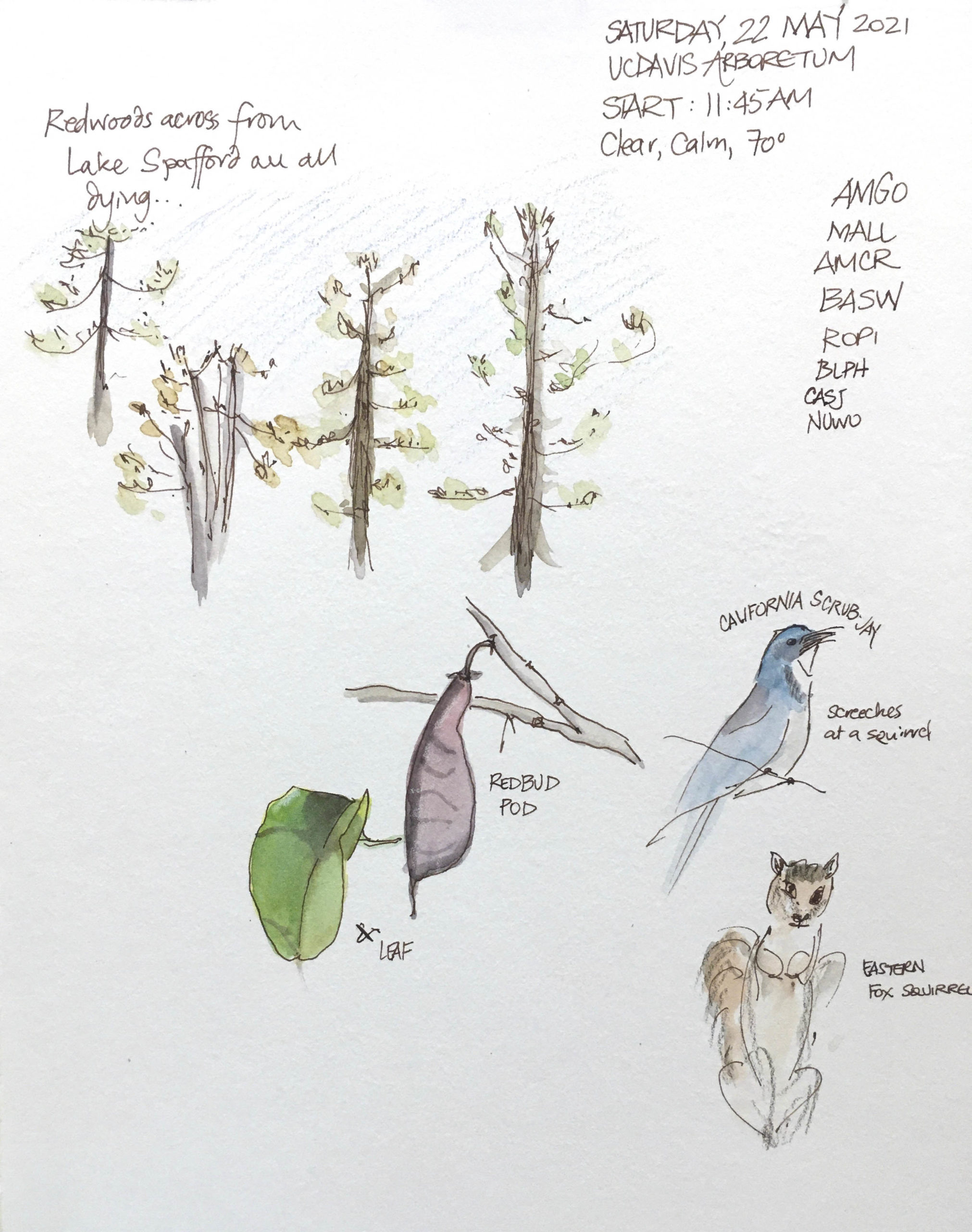 Sketch © Alison Kent