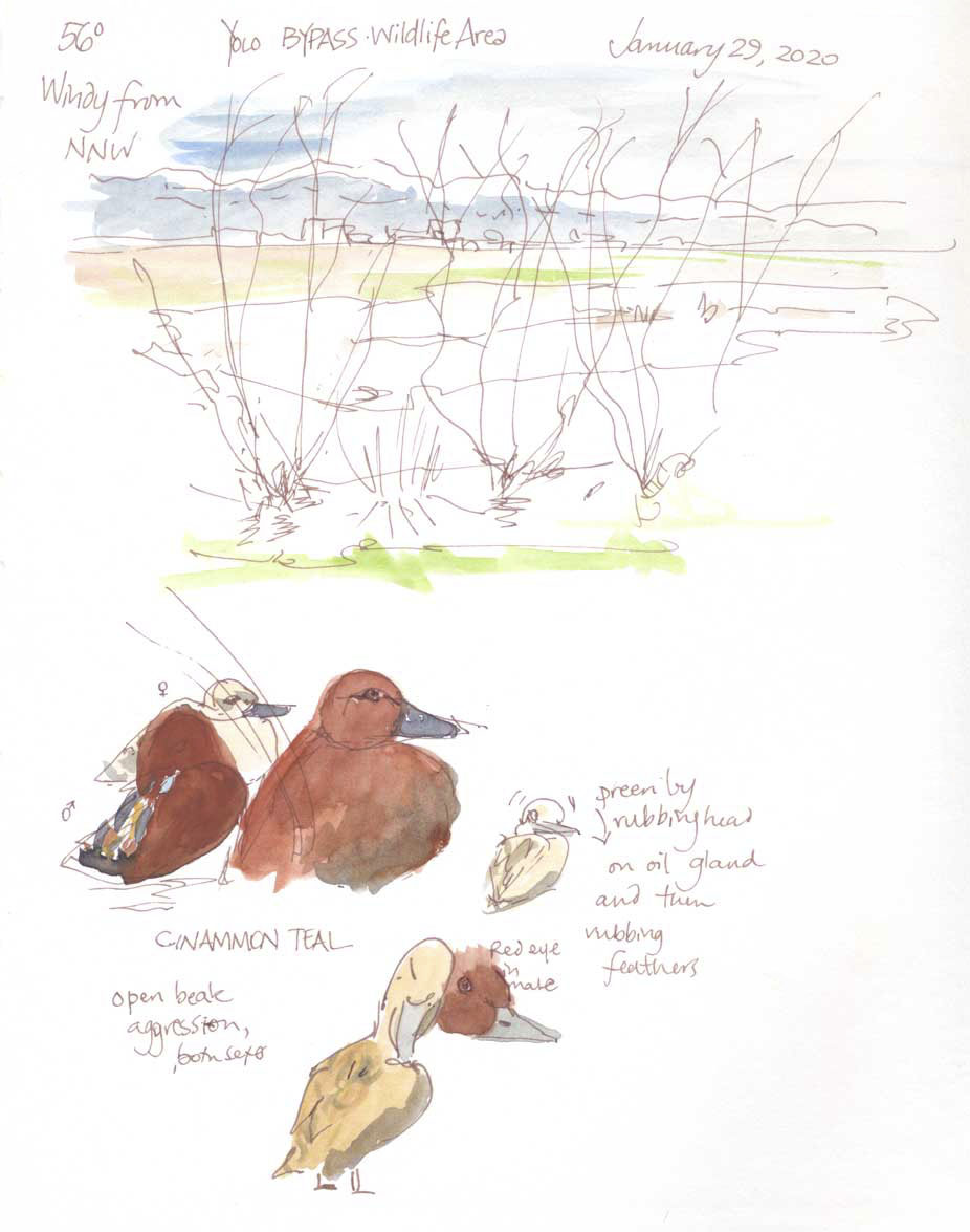 Cinnamon Teal; sketch by Alison Kent