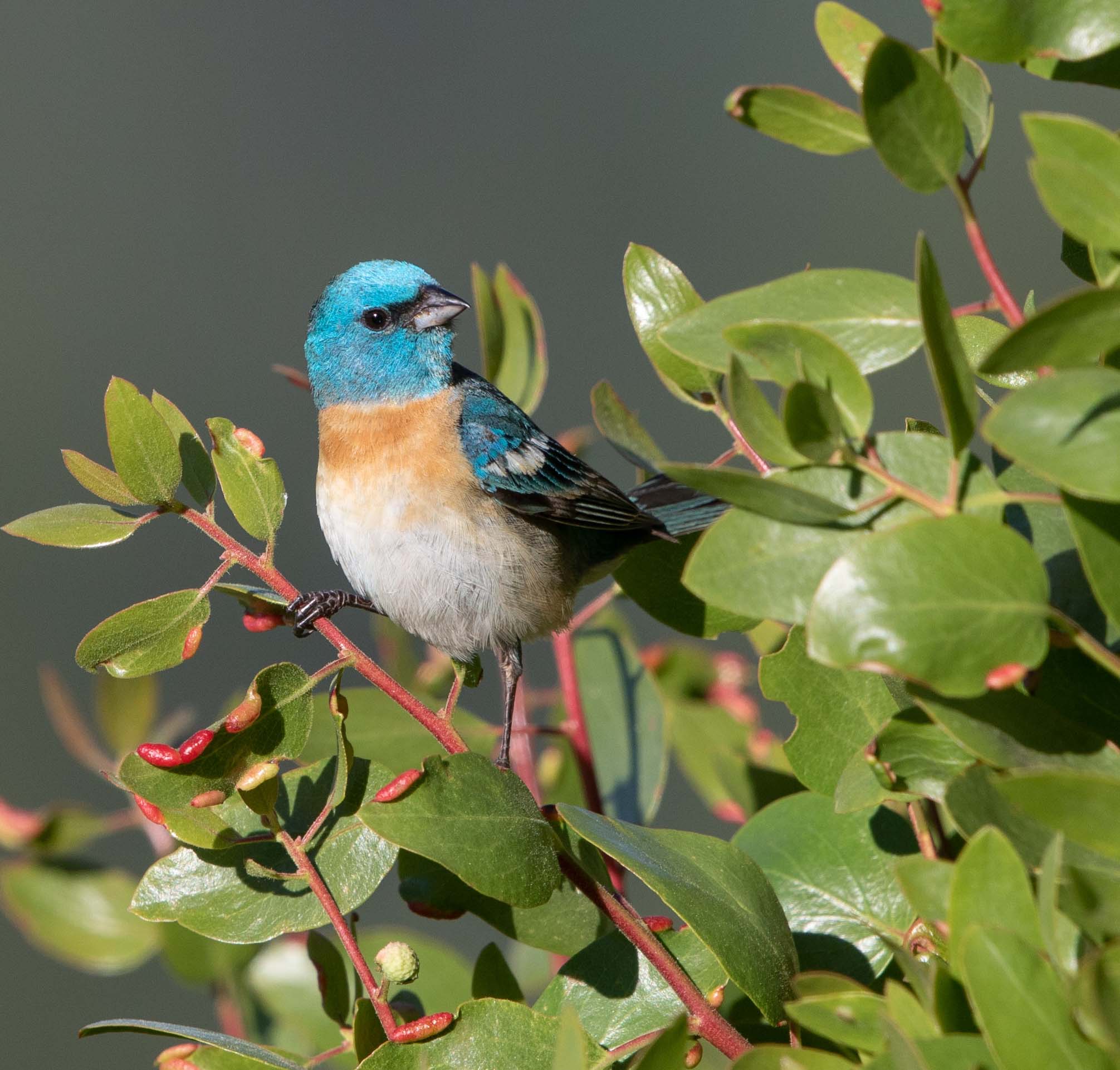 A Century of Changing Birdlife in the Central Valley