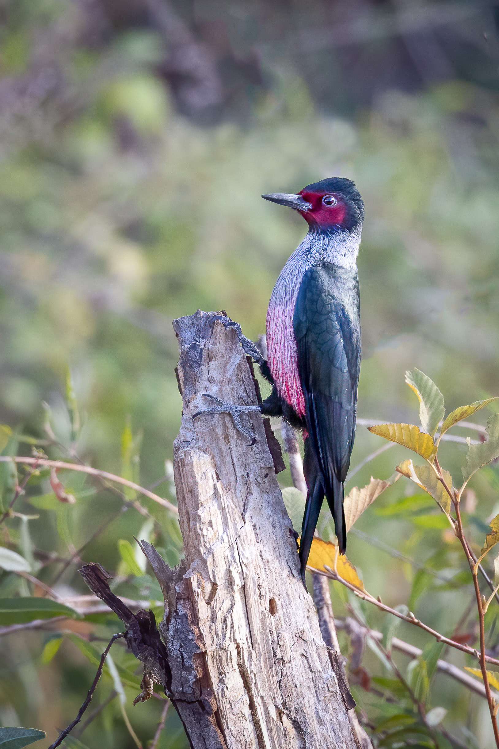 Lewis's Woodpecker at Lake Solano; © Ann Brice