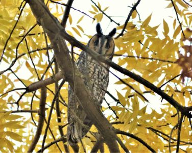 Long-eared Owl; © Steve Hampton