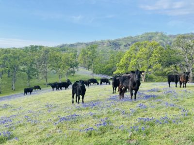Cattle and Lupines, Bobcat Ranch; © Dash Weidhofer