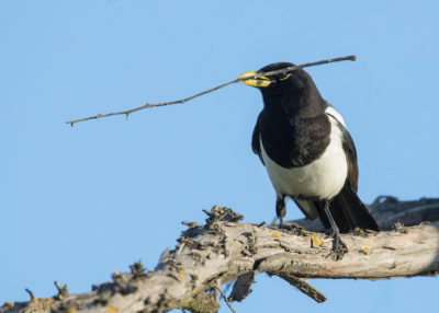 Yellow-billed Magpie; © Erna Tarara