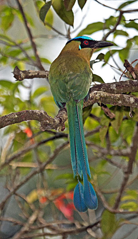 Image of an Andean Motmot