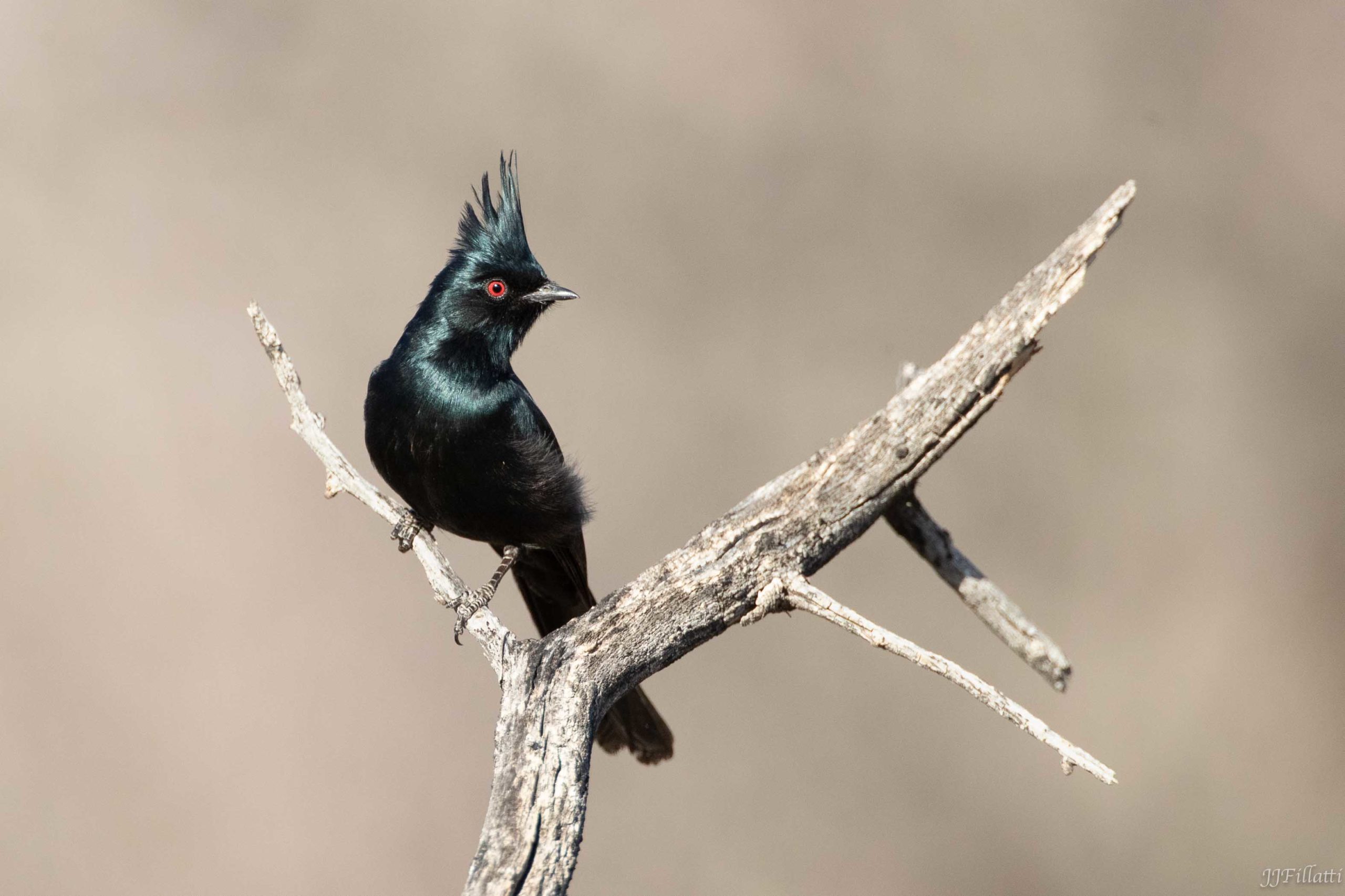 Phainopepla; © JoAnne Fillatti